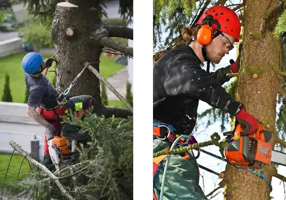 Professional Tree Service Professional Tree Service