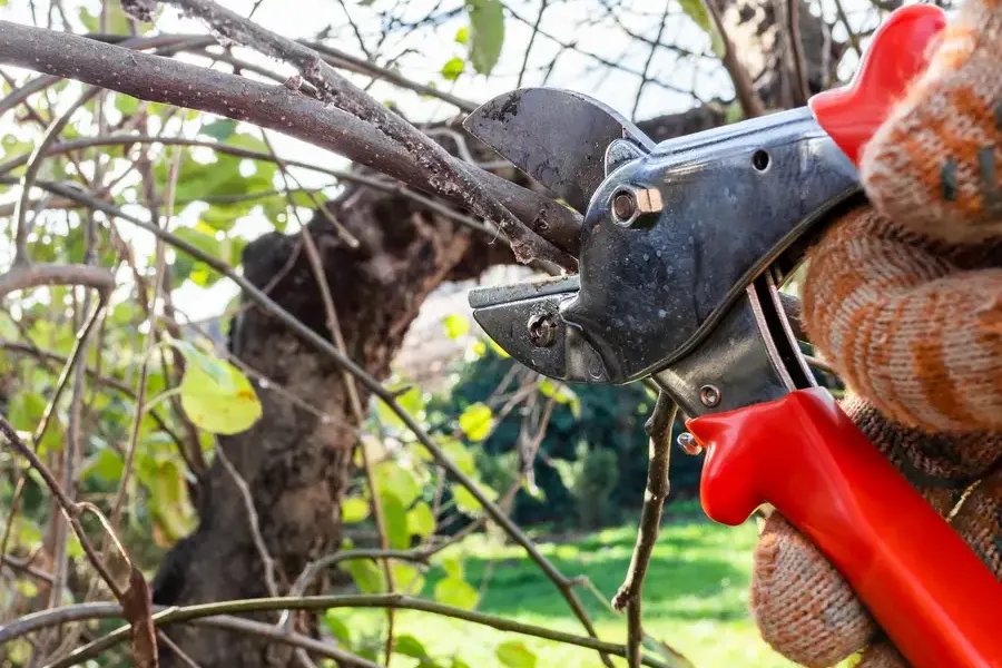 Affordable Tree Pruning Services Irving, TX Affordable Tree Pruning Services Irving, TX