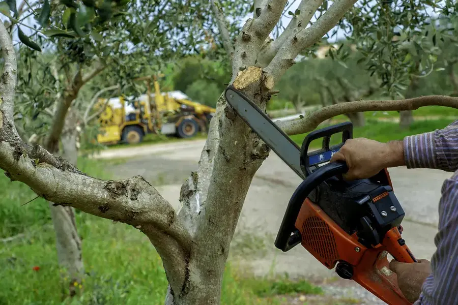 Benefits Of Regular Tree Trimming For Property Value Irving, TX Benefits Of Regular Tree Trimming For Property Value Irving, TX