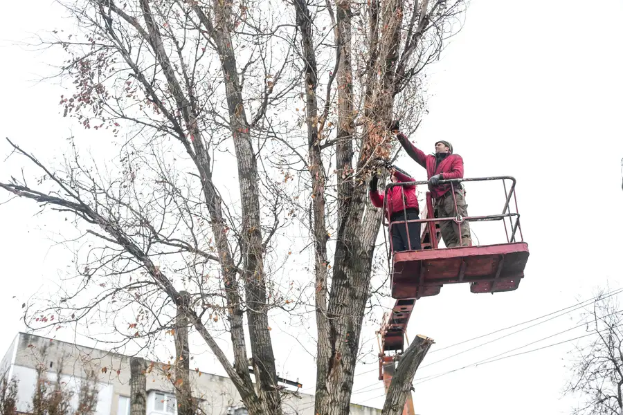 Benefits Of Regular Tree Trimming For Property Value in Irving, TX Benefits Of Regular Tree Trimming For Property Value in Irving, TX