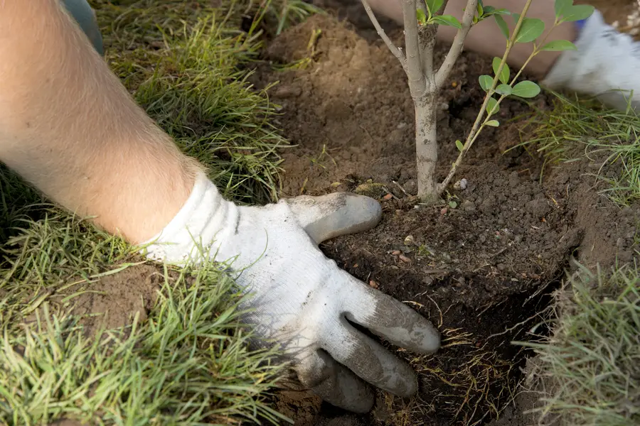 Common Tree Diseases And How Experts Handle Them Irving, TX Common Tree Diseases And How Experts Handle Them Irving, TX