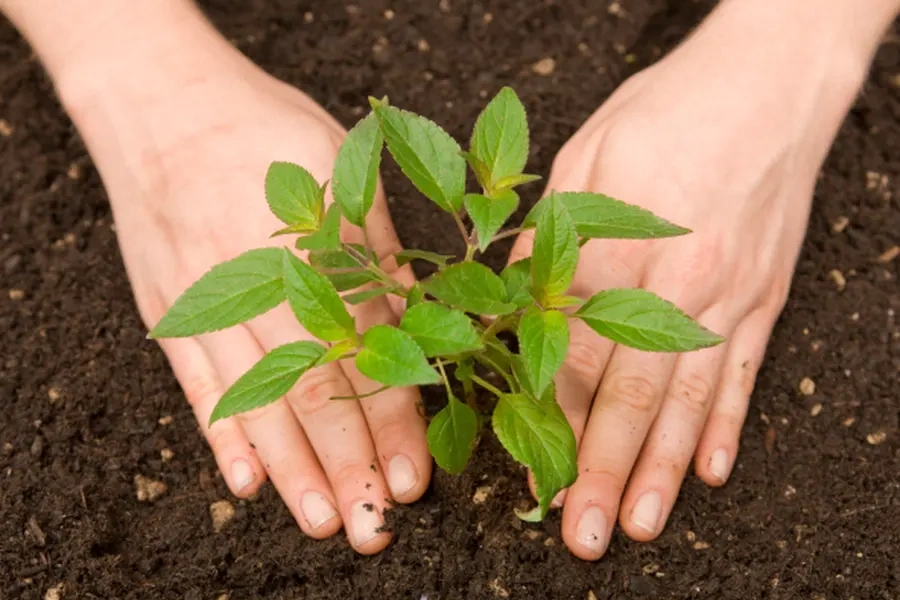 Common Tree Diseases And How Experts Handle Them in Irving, TX Common Tree Diseases And How Experts Handle Them in Irving, TX