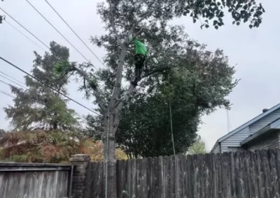 Dependable tree specialist