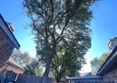 Efficient tree specialist