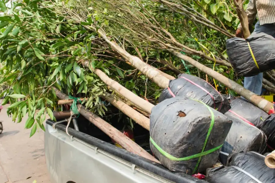 Excellent Tree Planting Service Irving, TX Excellent Tree Planting Service Irving, TX