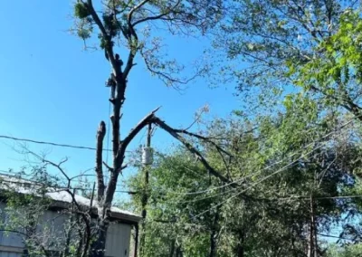 Excellent tree expert