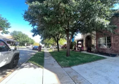 Excellent tree specialist