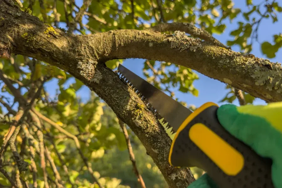 Experienced Tree Trimming Service Irving, TX Experienced Tree Trimming Service Irving, TX