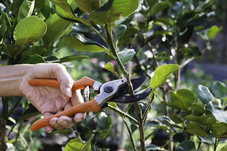 How Tree Pruning Boosts Fruit Production In Trees Irving, TX How Tree Pruning Boosts Fruit Production In Trees Irving, TX