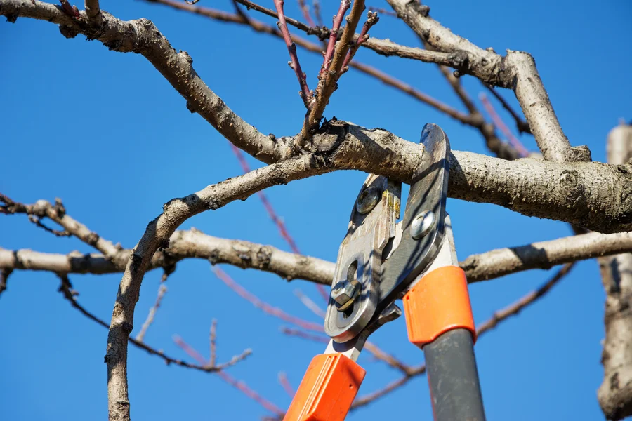 How Tree Pruning Improves The Health Of Your Trees Irving, TX How Tree Pruning Improves The Health Of Your Trees Irving, TX