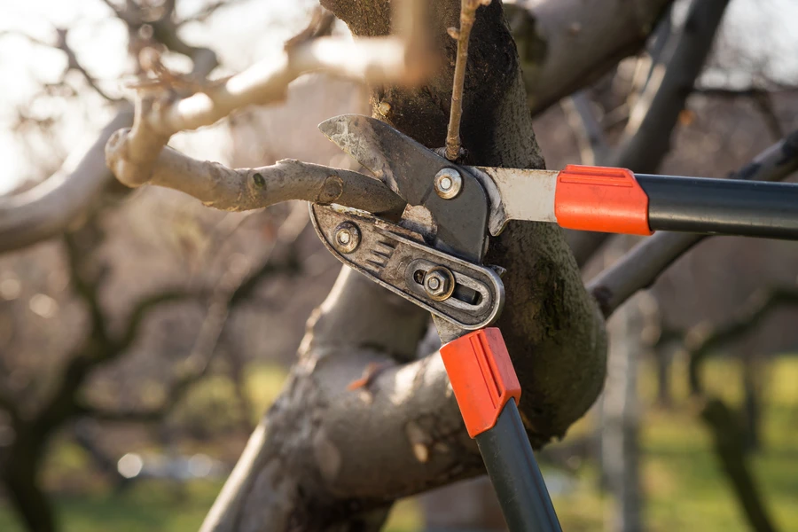 How Tree Pruning Improves The Health Of Your Trees in Irving, TX How Tree Pruning Improves The Health Of Your Trees in Irving, TX