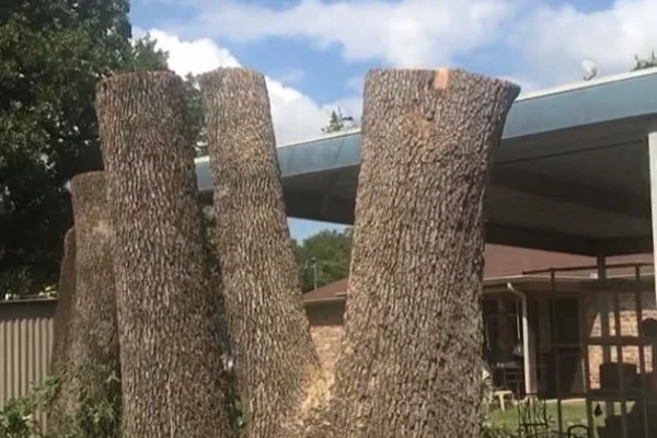 Jose's Tree Services' other services Jose's Tree Services' other services