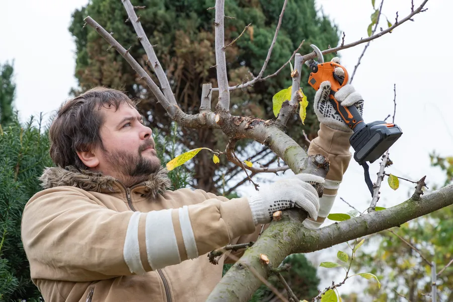 Premium Tree Pruning Services Irving, TX Premium Tree Pruning Services Irving, TX