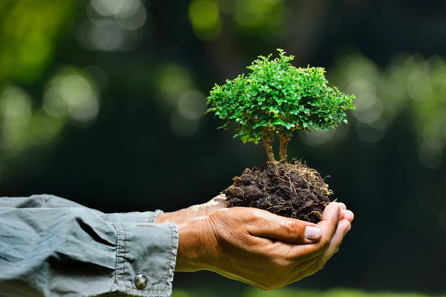 Professional Tree Planting Service Irving, TX Professional Tree Planting Service Irving, TX
