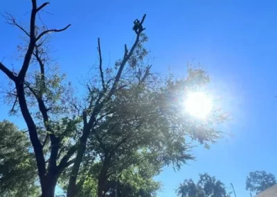 Professional tree expert