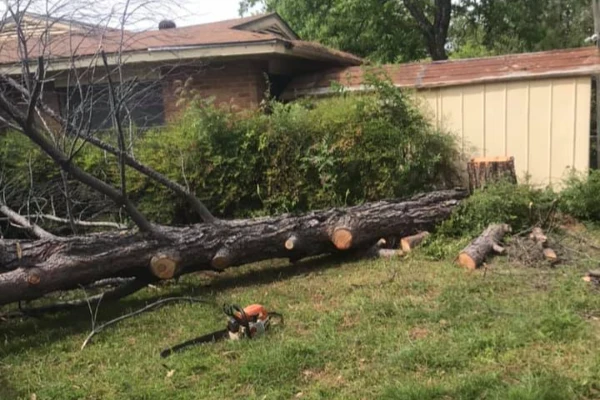 Professional tree expert Professional tree expert