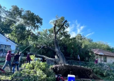 Professional tree specialist