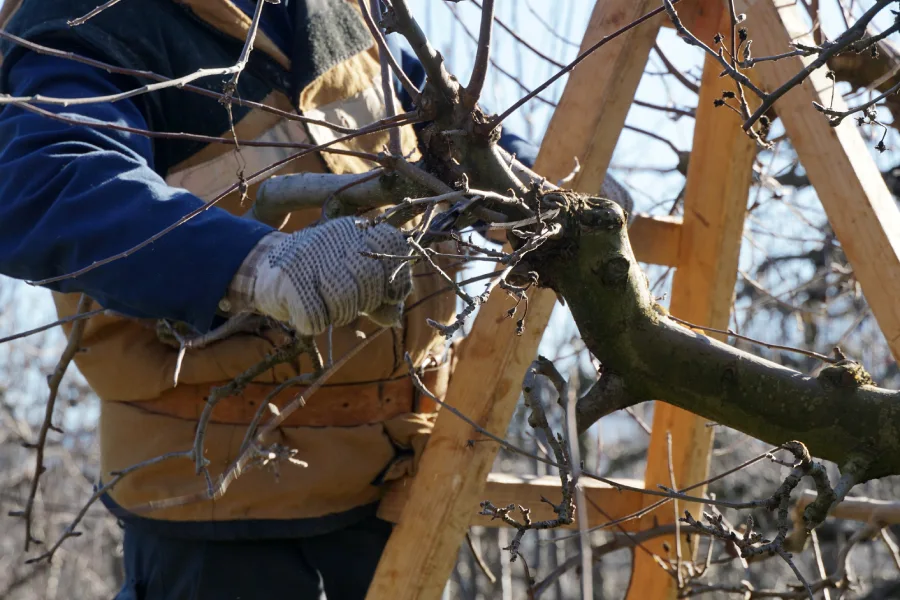 Quality Tree Pruning Services Irving, TX Quality Tree Pruning Services Irving, TX
