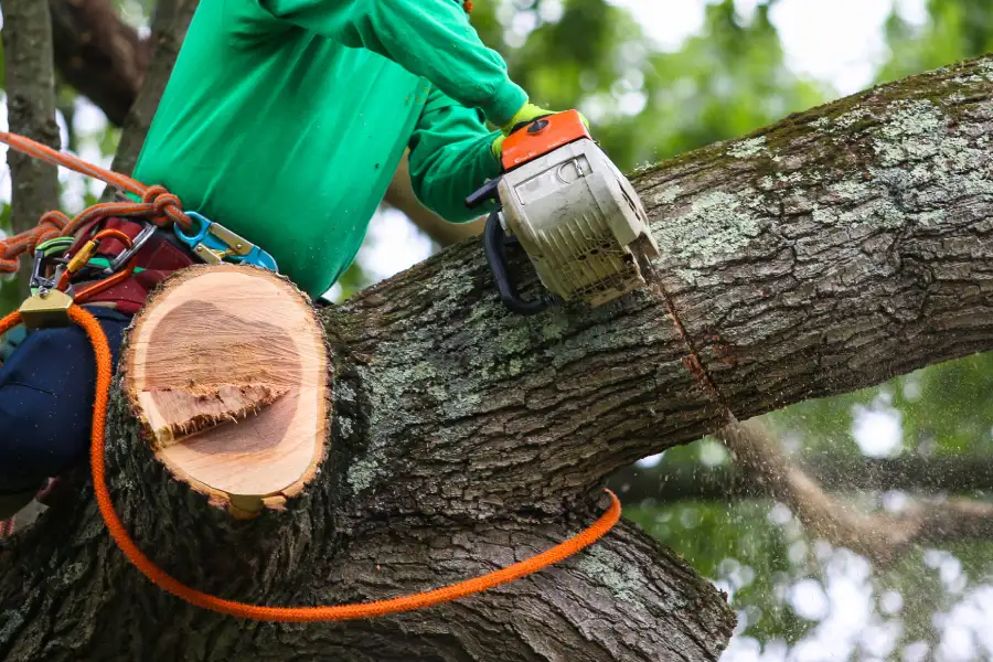Reliable Tree Trimming Service Irving, TX Reliable Tree Trimming Service Irving, TX