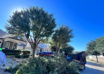 Reliable tree expert