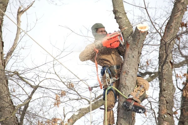 Reliable tree expert Reliable tree expert