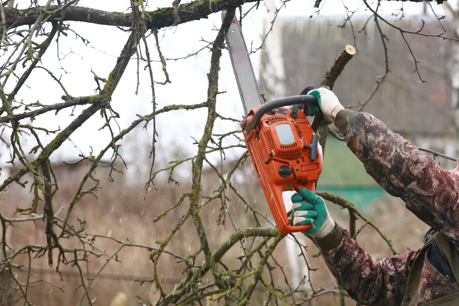 Reputable Tree Trimming Service Irving, TX Reputable Tree Trimming Service Irving, TX