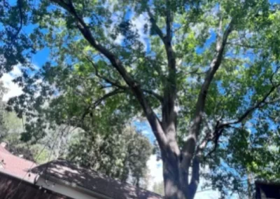 Superb tree specialist