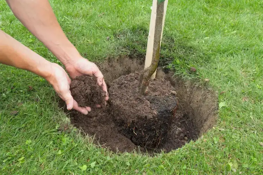 Superior Tree Planting Service Irving, TX Superior Tree Planting Service Irving, TX