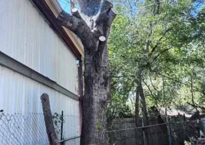Talented tree expert