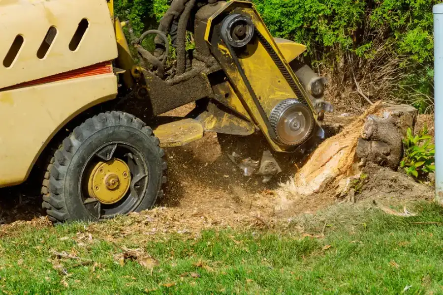 The Tree Stump Grinding Process Explained For Homeowners Irving, TX The Tree Stump Grinding Process Explained For Homeowners Irving, TX