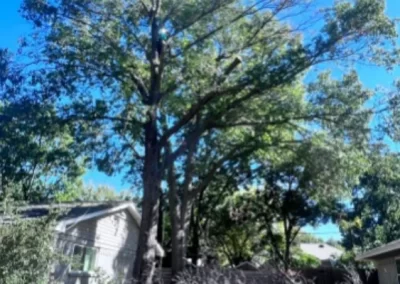 Top-notch tree specialist