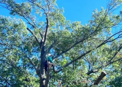 Top-rated tree expert