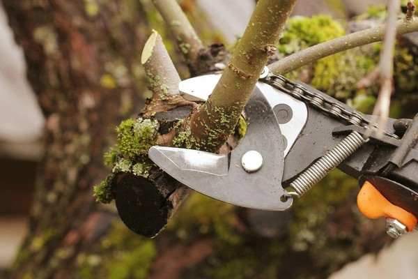Tree Pruning Services Tree Pruning Services