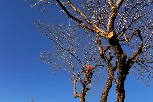 Tree Trimming Service Tree Trimming Service
