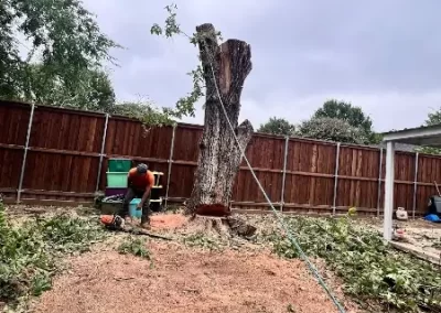 Best Tree Specialist