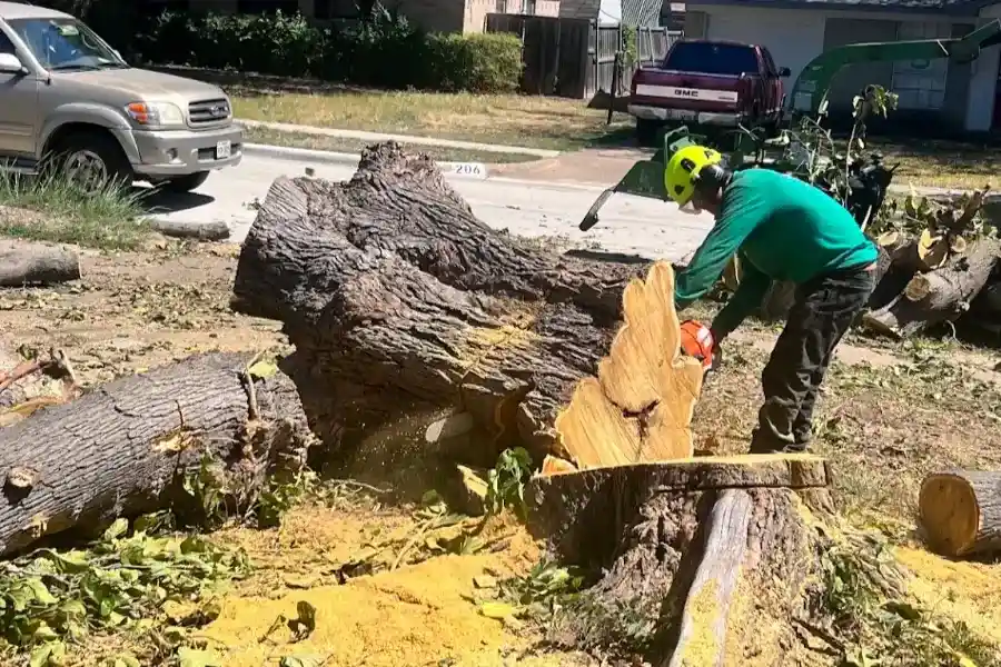 Reliable tree expert Reliable tree expert