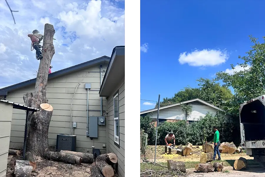 Tree Pruning Services