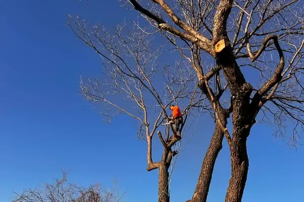Tree Trimming Service